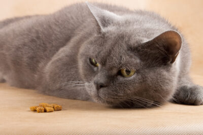 7 Penyebab Kucing Tidak Mau Makan dan Cara Mengatasinya